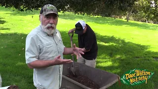 How To Plant Container Blueberries for Small Spaces