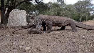 Komodo dragons catches and eats monkeys alive