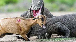 Komodo Dragons | Scary Moment! Giant Komodo Dragon Brutally Attacks deer | Komodo Dragon Eats Deer