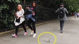 Snake Prank: People are so terrified