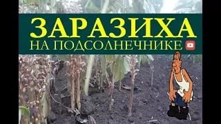 Заразиха на подсолнечнике. Как бороться с заразихой на подсолнечнике?