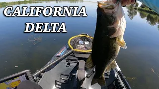 Sight Fishing for GIANT PRE SPAWN BASS California Delta