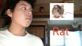 The rat gets hit with the cheese 3 times