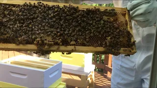 Beekeeping - Installing Two NUCs