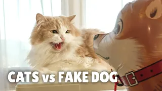 Cats vs Fake Dog | Kittisaurus