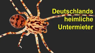 Exotische Spinne lebt in unseren Häusern - Wie schlimm ist ihr Biss?