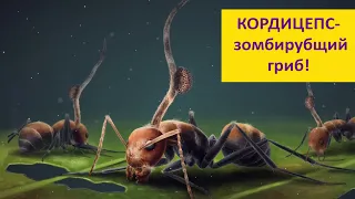 КОРДИЦЕПС! Паразит-манипулятор. Наталья Носова