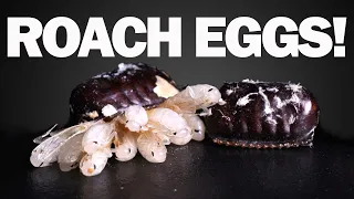 Timelapses of Cockroach Egg Cases Hatching!