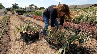 HUGE Onion & Potato Harvest! 🧅🙌🥔 // Garden Answer