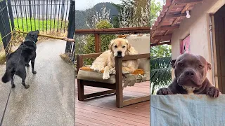 Sometimes, dogs forget how to be a dog