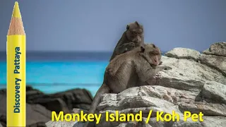 ОСТРОВ ОБЕЗЬЯН (КО ПЕТ) |  Monkey Island (Koh Pet) Паттайя