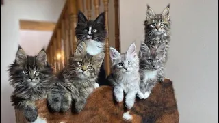 WATCH THIS If You Want a MAINE COON KITTEN! (Full Guide)#cutestcat #trending #top10 #cutestcatbreed