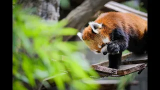 野毛山動物園のレッサーパンダ　イチゴちゃんのお食事風景