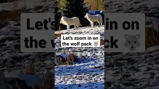 Watch The Arctic Wolf Pack LIVE 🐺