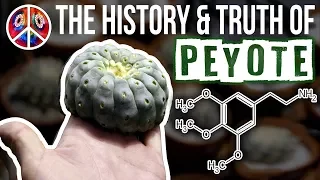 PEYOTE | The History & Truth of Mescaline