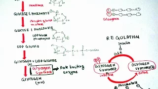 Glycogenesis