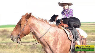 Cowgirl and Cowdog take Cattle on 2 mile Cattle Drive - Dagley Ranch Life Episode 7