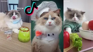 Cats Make Food 2022 ♥ That Little Puff Tiktok Compilation #6