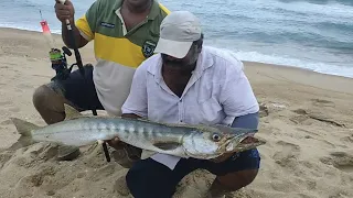 Handline Fishing Barracuda Fish "Seela meen" & SNAPPER at Seashore Fishing