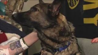 Therapy Dogs at Walter Reed