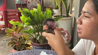 Poor Baby Monkey Shiba Loudly Screaming When Mom Drag His Tail