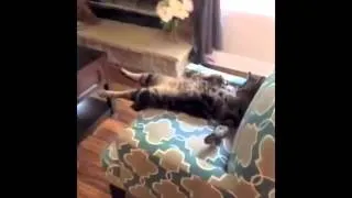 Best Cat Fails 2014