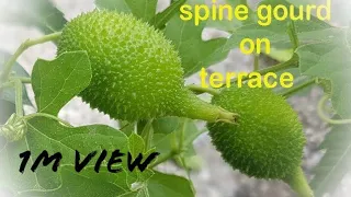 grow valuable vegetable plant कंटोला /spine gourd on terrace by it's tuber (HINDI)with english title