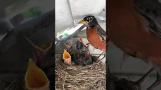 Robin feeds baby bird then eats its poop