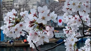 The Meaning of Sakura to Japanese (from Samurai to the Salayman)