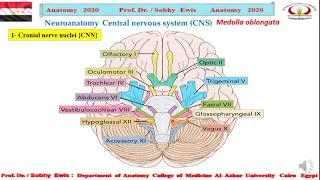 ‫‫‫Medulla internal structures