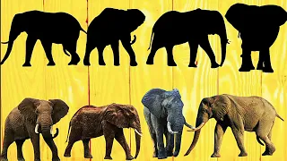 Cute animal puzzle//African Elephant puzzle video//Elephant puzzle#Puzzledunia