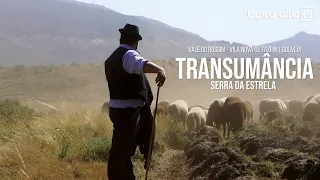 Transumância na Serra da Estrela | Chegada dos Rebanhos da Transumância