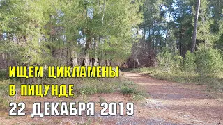 АБХАЗИЯ В ДЕКАБРЕ | В поисках цикламенов и подснежников