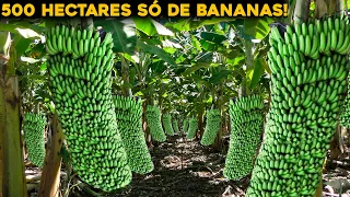 CONHEÇA A MAIOR FAZENDA DE BANANAS DO BRASIL - INACREDITÁVEL!