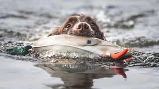 Working Springer Spaniel - Water work - Frank Health Update (2) 31/7/23