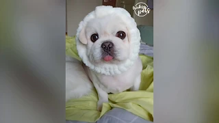 Aww Cute And Funny Cats 😻 And Dogs 🐶 Compilation   Tricksy Pets Video 2020