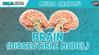 Anatomy of the Brain | Dissectible Model