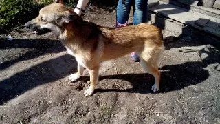 Из упитанной и счастливой собаки она превратилась в тощее, запуганное и поникшее создание.