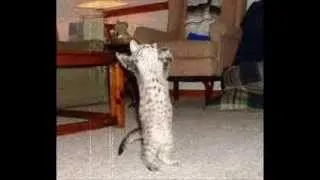 HD FUNNY CATS COMPILATION PART 1