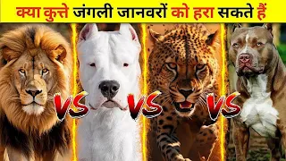 क्या कुत्ते जंगली जानवरों को हरा सकते हैं | Lion Vs Dogo Argentino Vs Cheetah Vs Pitbull