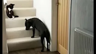 You Shall Not Pass, Dog - Dogs Afraid of Cats 2020 [Funny Pets]