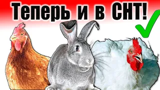 Куры и кролики в СНТ / Теперь можно!