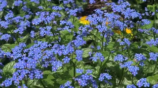 Brunnera macrophylla ‘Jack Frost’ - Flower