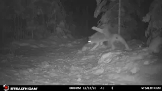 Lynx vs Coyote - Lynx attacks a coyote