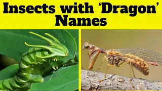 🐉 🦟6 Insects with Dragon in Their Names🐞 ! English Vocabulary Fun for Kids #KuboEnglishVocabulary