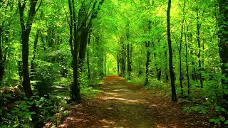 Україна Заспокійливий фон природи та звуки лісу дозволить розслабитись  та зануритися у глибокий сон