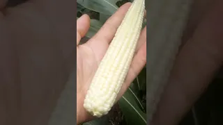 гранд 6 кукуруз 2021.8.5