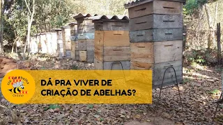 Dá pra viver de CRIAÇÃO DE ABELHAS?