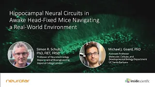 Hippocampal Neural Circuits in Awake Head-Fixed Mice Navigating a Real-World Environment