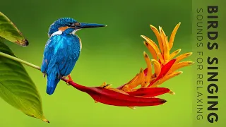 Nature Sounds - Birds Singing Without Music, 24 Hour Bird Sounds Relaxation, Soothing Nature Sounds